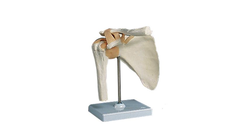 Functional Shoulder Joint Anatomical Model