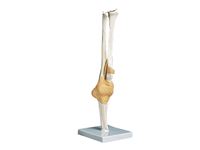 Functional Elbow Joint Anatomical Model