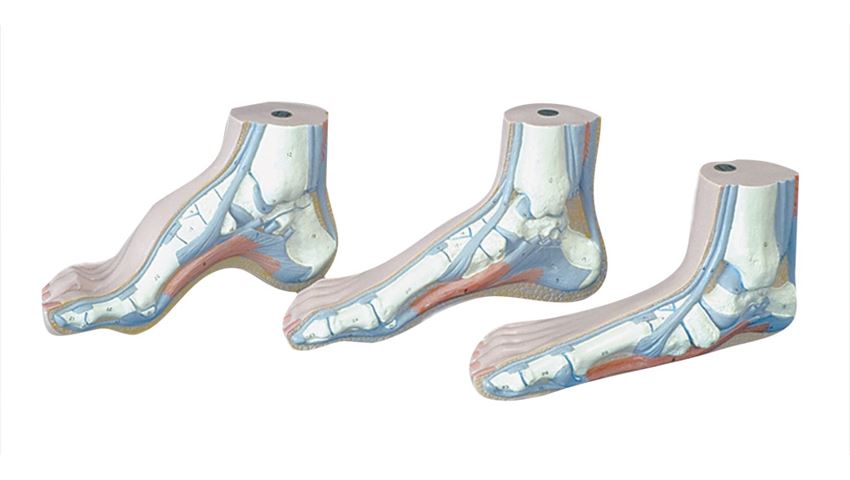 Anatomical Models of the Foot