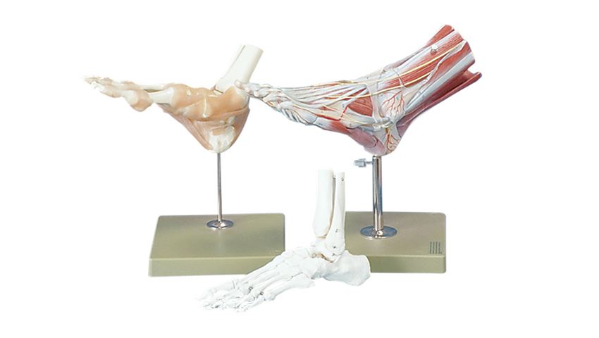 Functional Foot/Ankle Anatomical Models