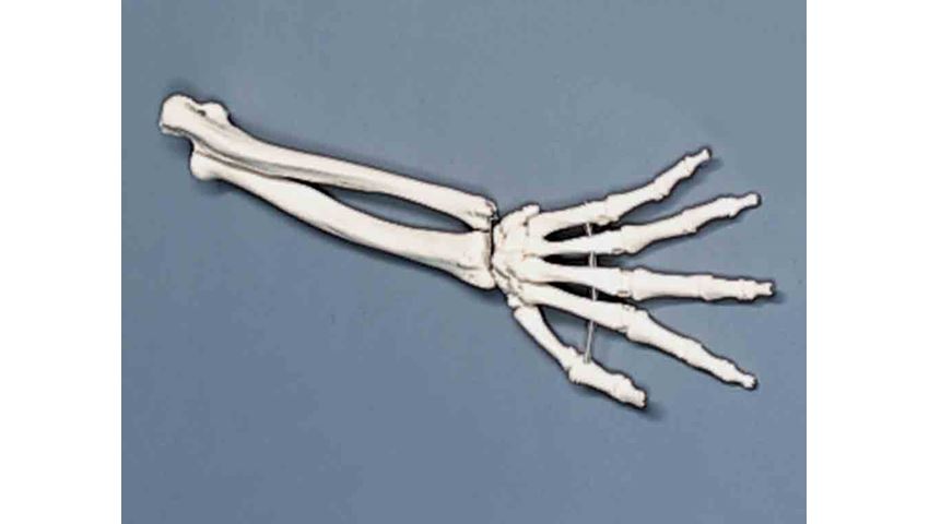 Hand Anatomical Model