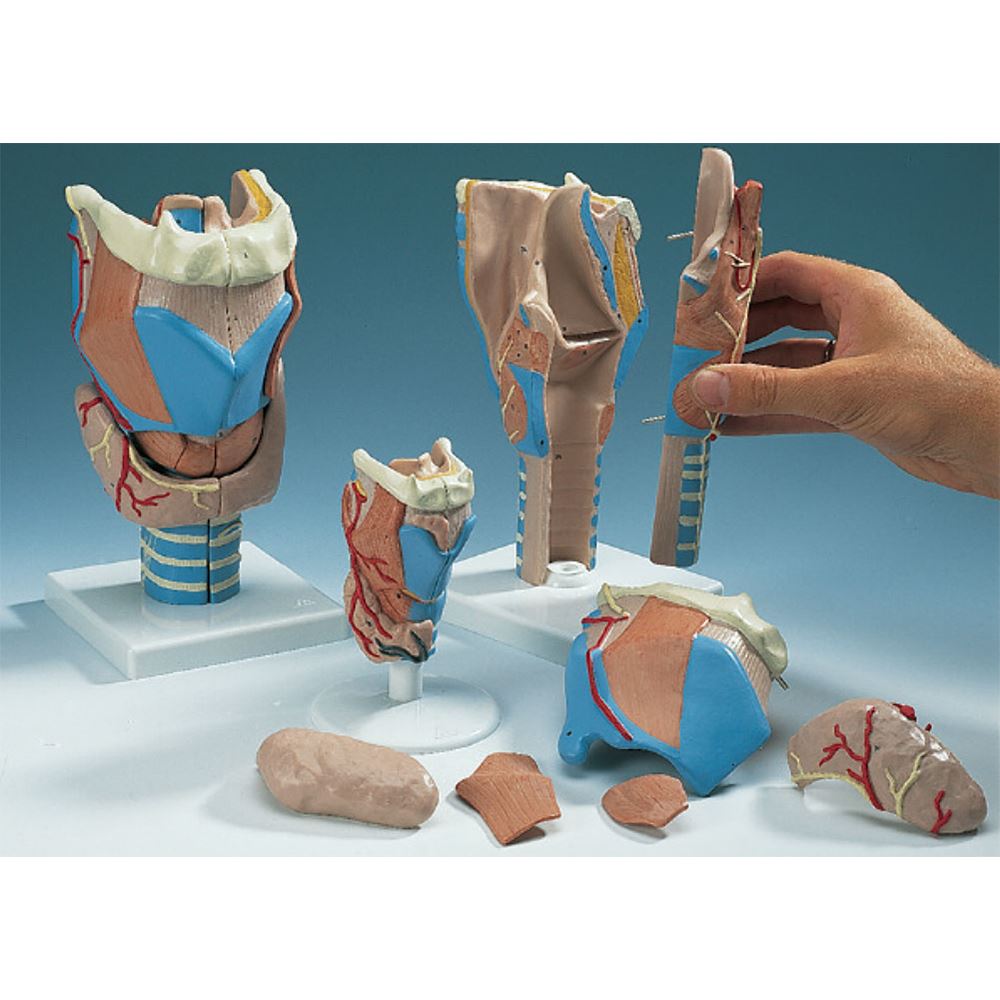 Larynx Model