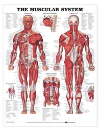 Human Spine Disorders Chart