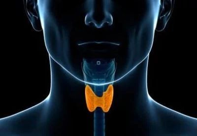 graphic of thyroid on human