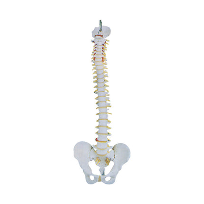 The Basic Spine Anatomical Model displays a detailed view of the human spine, including vertebrae and pelvis, against a plain background.