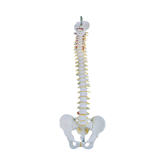 The Basic Spine Anatomical Model displays a detailed view of the human spine, including vertebrae and pelvis, against a plain background.