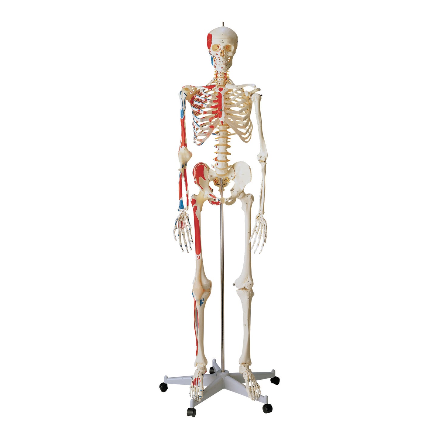 A Special Human Skeleton Anatomical Model on a wheeled stand. It shows bones with some muscles painted in red and blue.