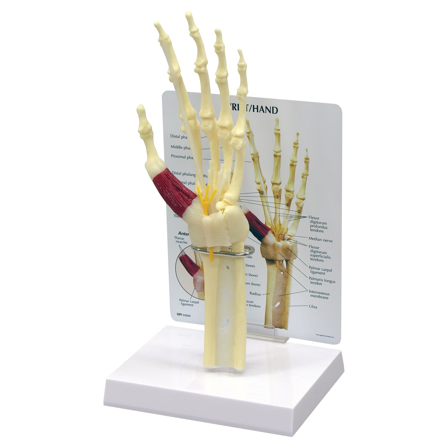 GPI Anatomicals Wrist/Hand Carpal Tunnel Syndrome Model displays a skeletal hand with muscles, tendons, and nerves on a stand.