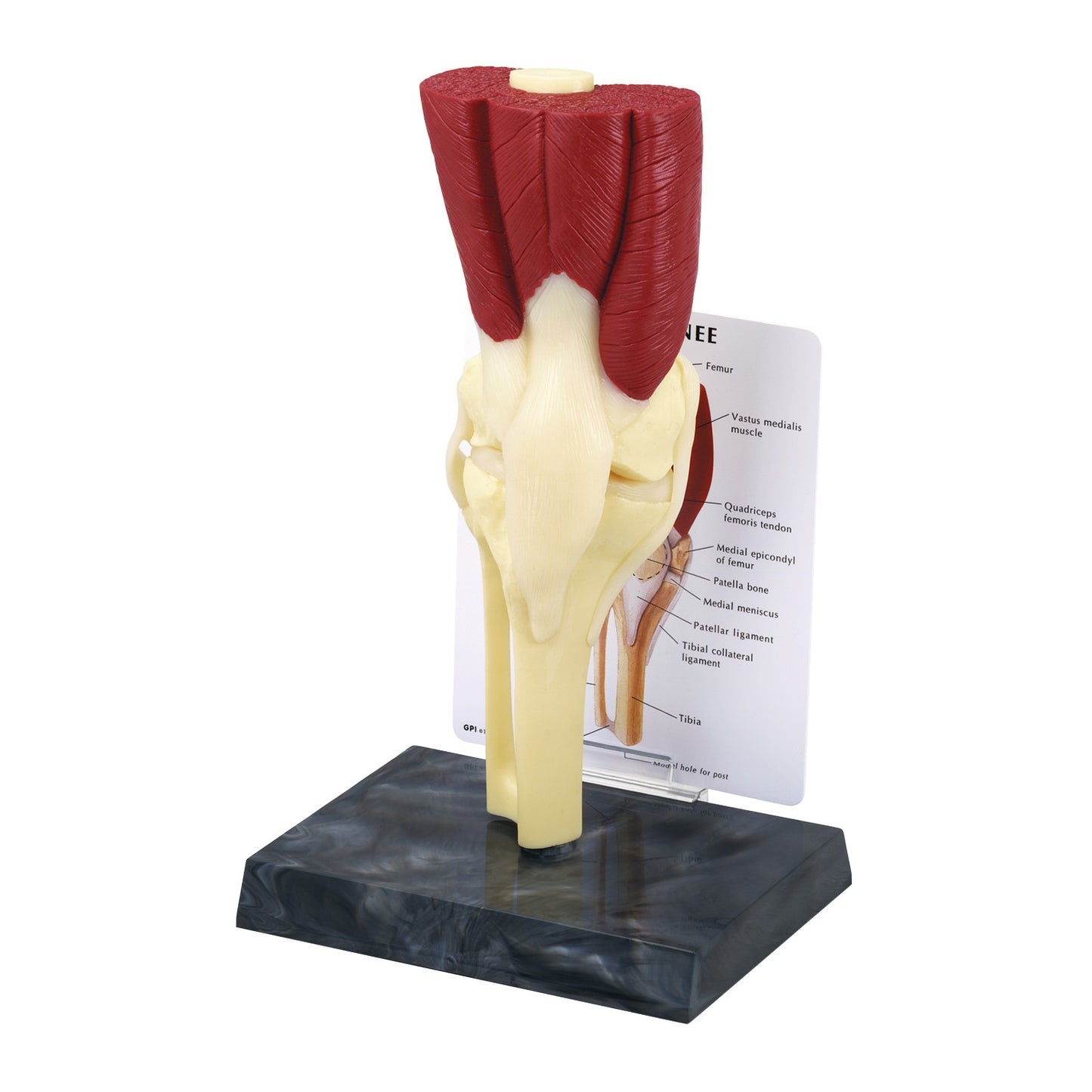 The GPI Anatomicals Muscled Knee Model shows a detailed anatomical structure, with muscles highlighted in red, on a black base.