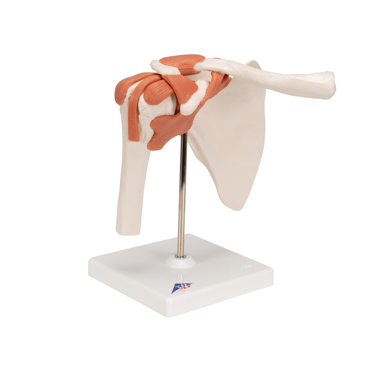 The Functional Shoulder Joint Anatomical Model shows a shoulder with ligaments and muscles on a stand for educational display.