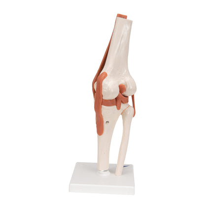 The Functional Knee Joint Anatomical Model shows a detailed knee structure with ligaments, displayed on a white base.
