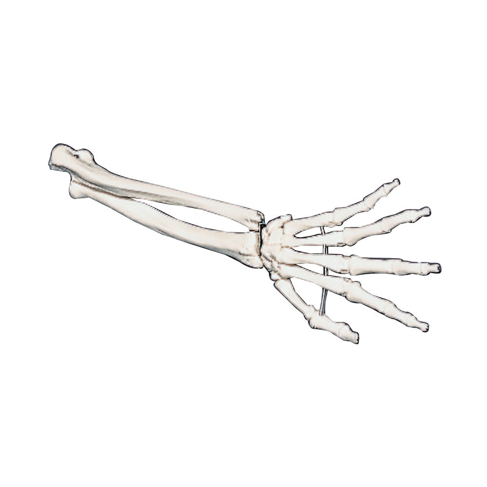 Hand Anatomical Model displaying detailed bones of the human hand and forearm on a white background.