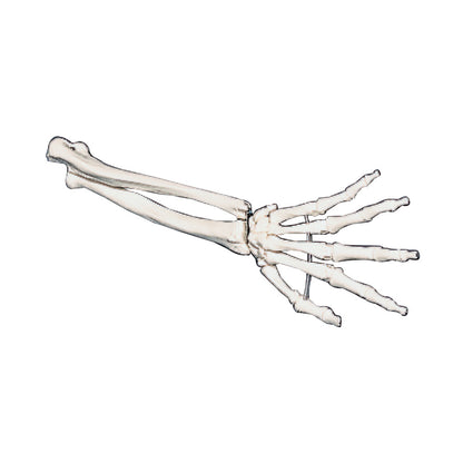 Hand Anatomical Model displaying detailed bones of the human hand and forearm on a white background.