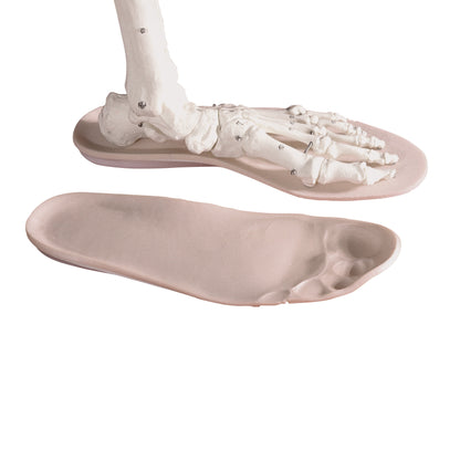 A skeletal foot model is placed on AliMed Duo/Laminate D-Soles insoles, showing anatomical alignment and impression detail.