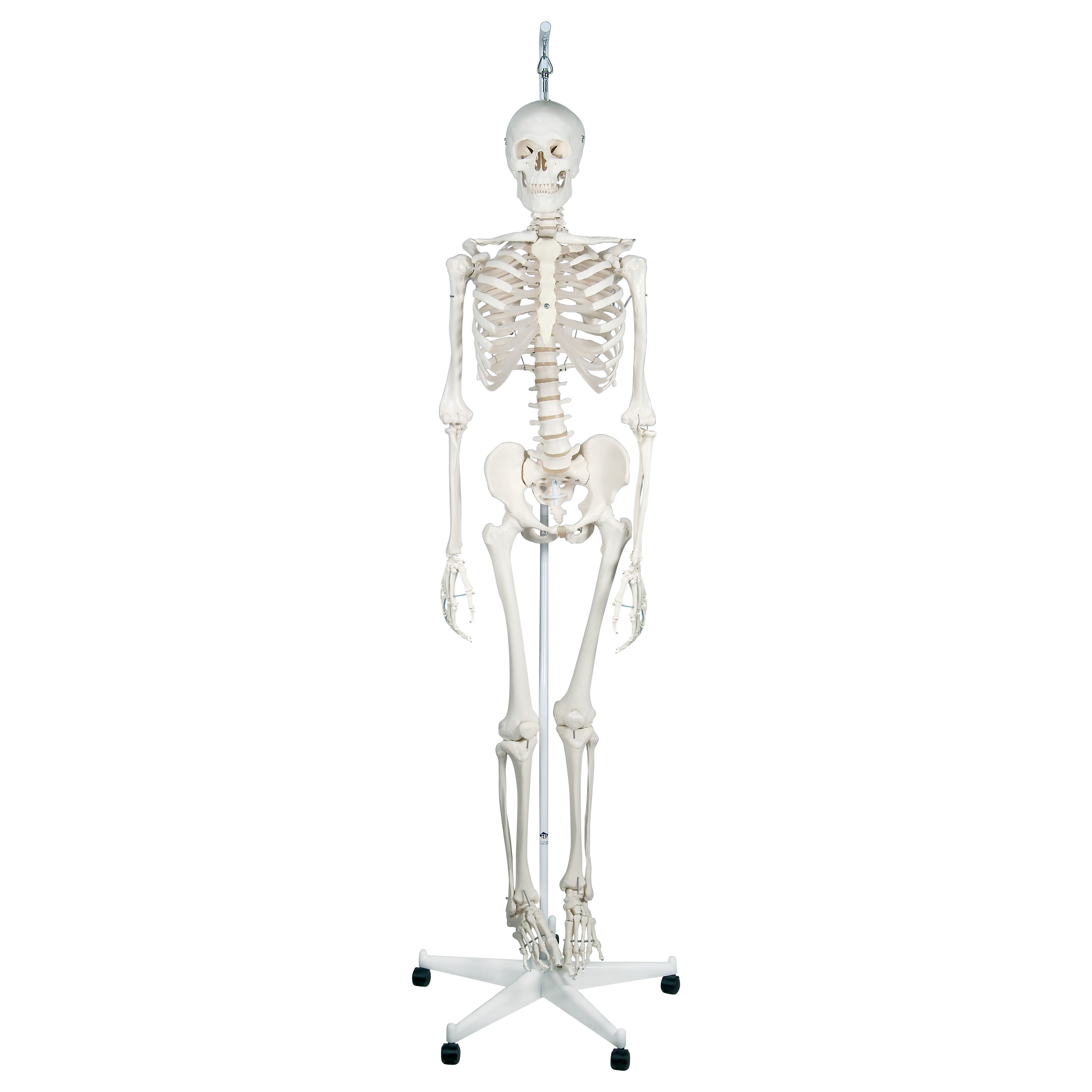 A Feldenkrais Physiological Skeleton model stands on a wheeled base, displaying a full human skeleton for educational use.