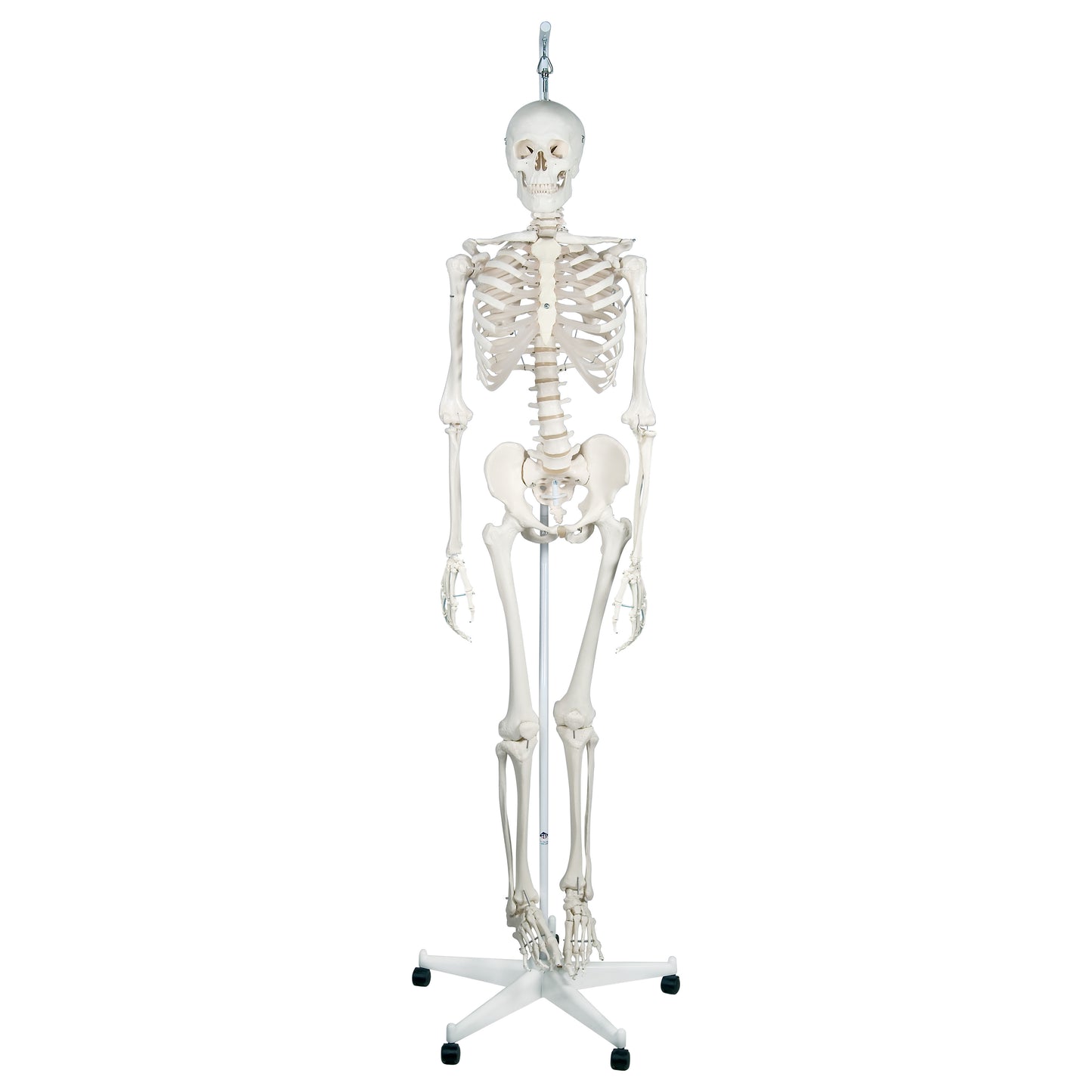 A Feldenkrais Physiological Skeleton model stands on a wheeled base, displaying a full human skeleton for educational use.