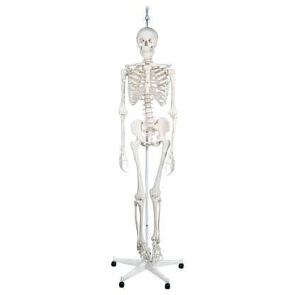A Feldenkrais Physiological Skeleton model stands on a wheeled base, displaying a full human skeleton for educational use.