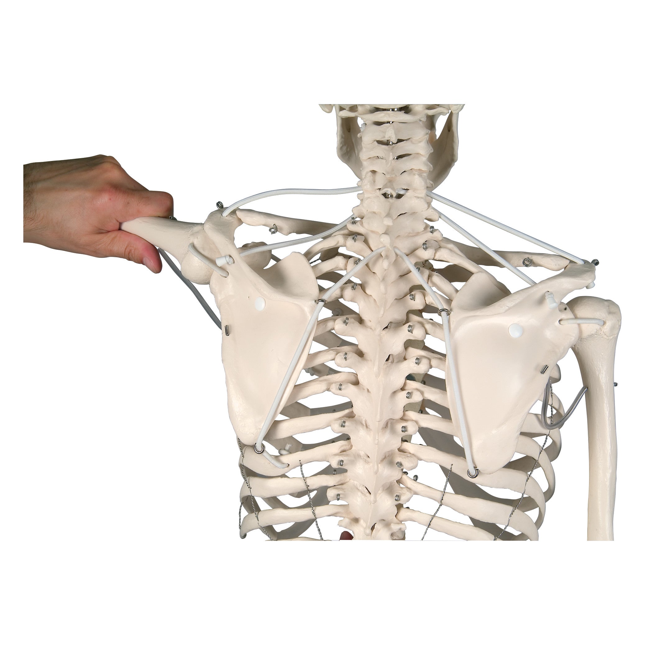 The Feldenkrais Physiological Skeleton is shown with a hand moving its scapula to demonstrate shoulder joint mechanics.