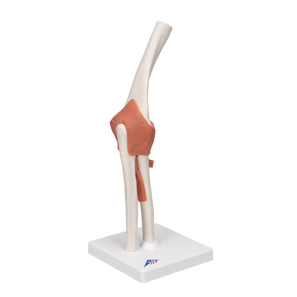 Functional Elbow Joint Anatomical Model on a stand, showcasing joint structure with muscles in beige and orange colors.