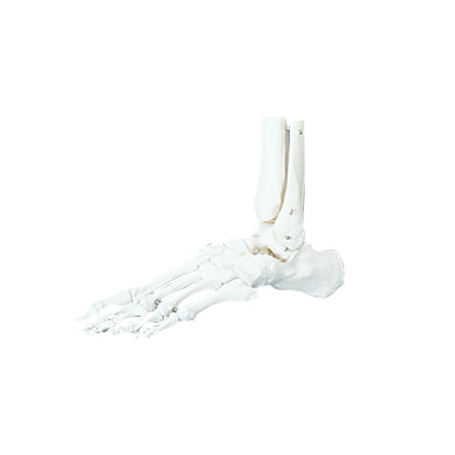 Functional Foot/Ankle Anatomical Model showing the bones of a human foot and ankle, viewed from the side against a plain background.